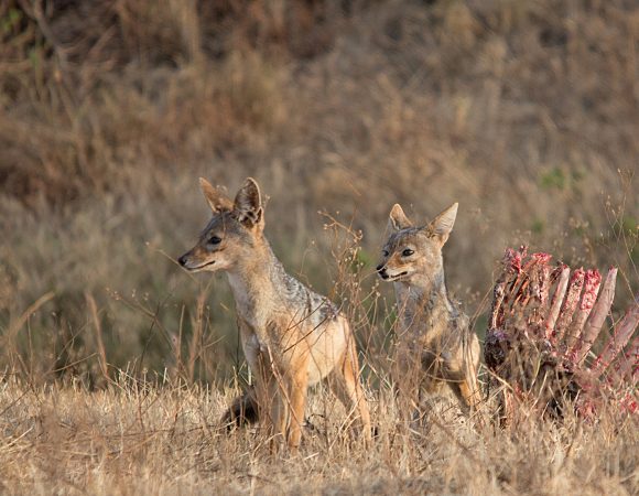 7  Days Tanzania Mid-range Safari