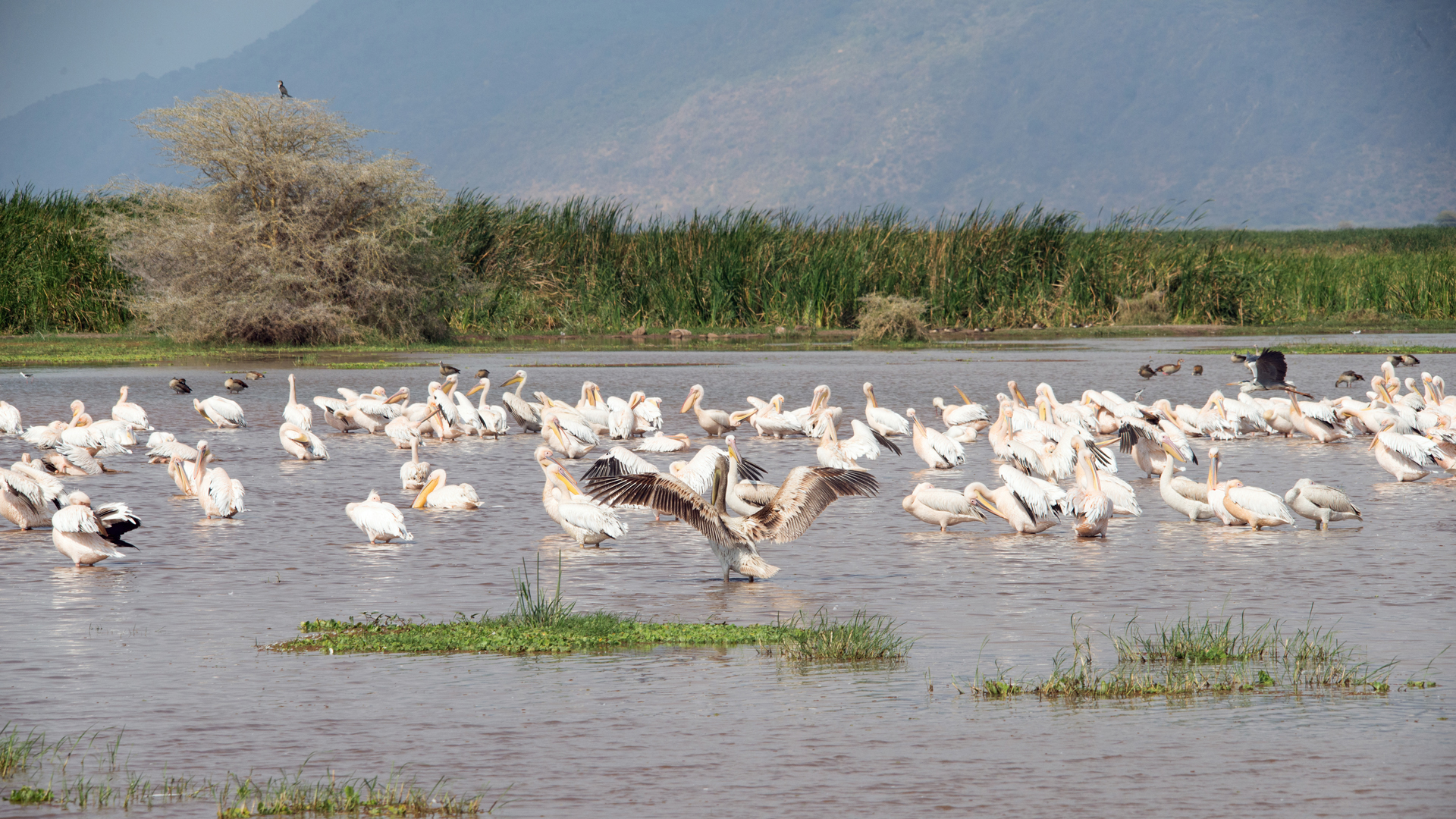 3 Days Tanzania Classic Safari