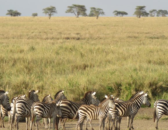 5 Days  Tanzania Camping Safari