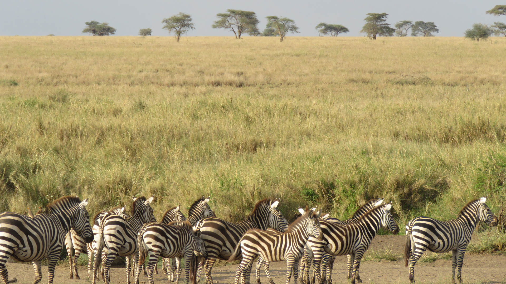 5 Days  Tanzania Camping Safari