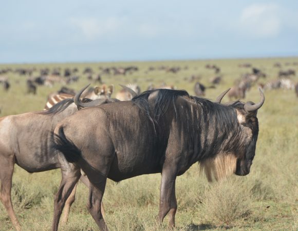 9 Days Tanzania Migration Safari