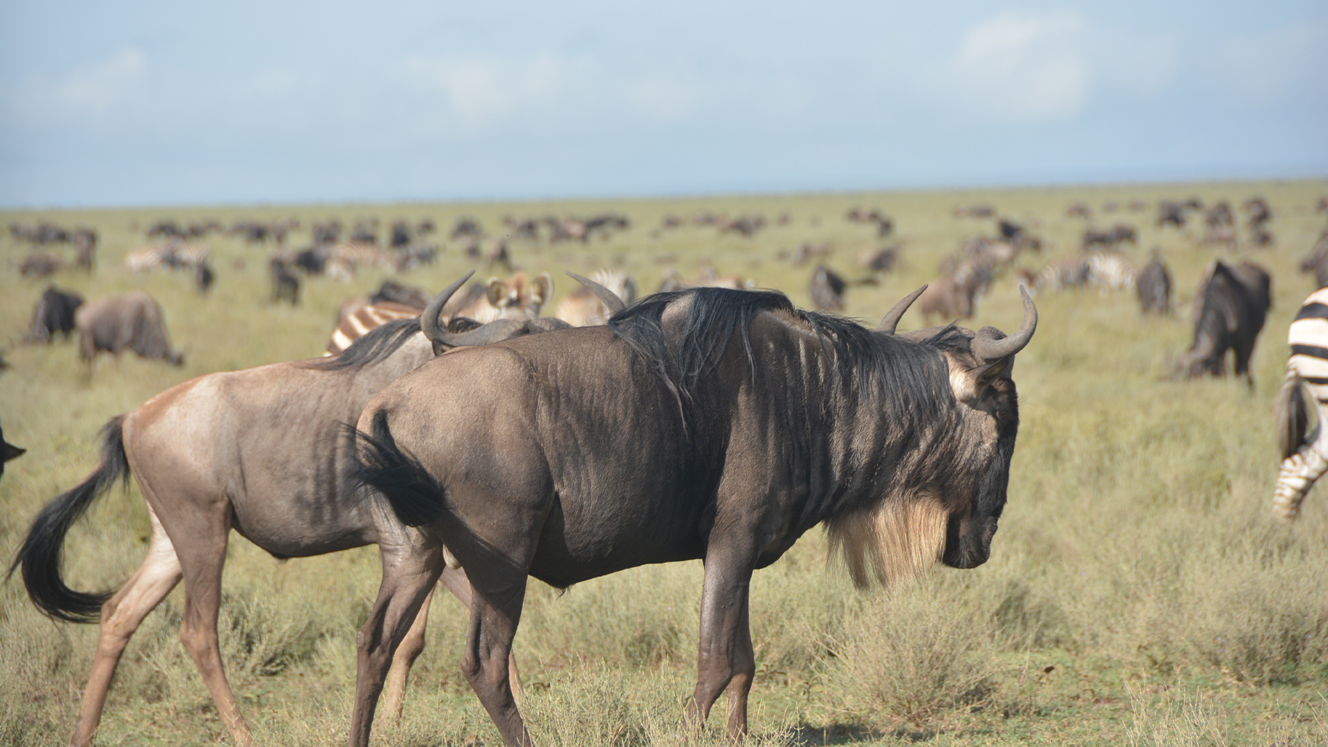 9 Days Tanzania Migration Safari