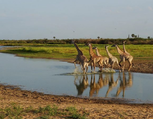 5 Days Tanzania Mid-range Safari