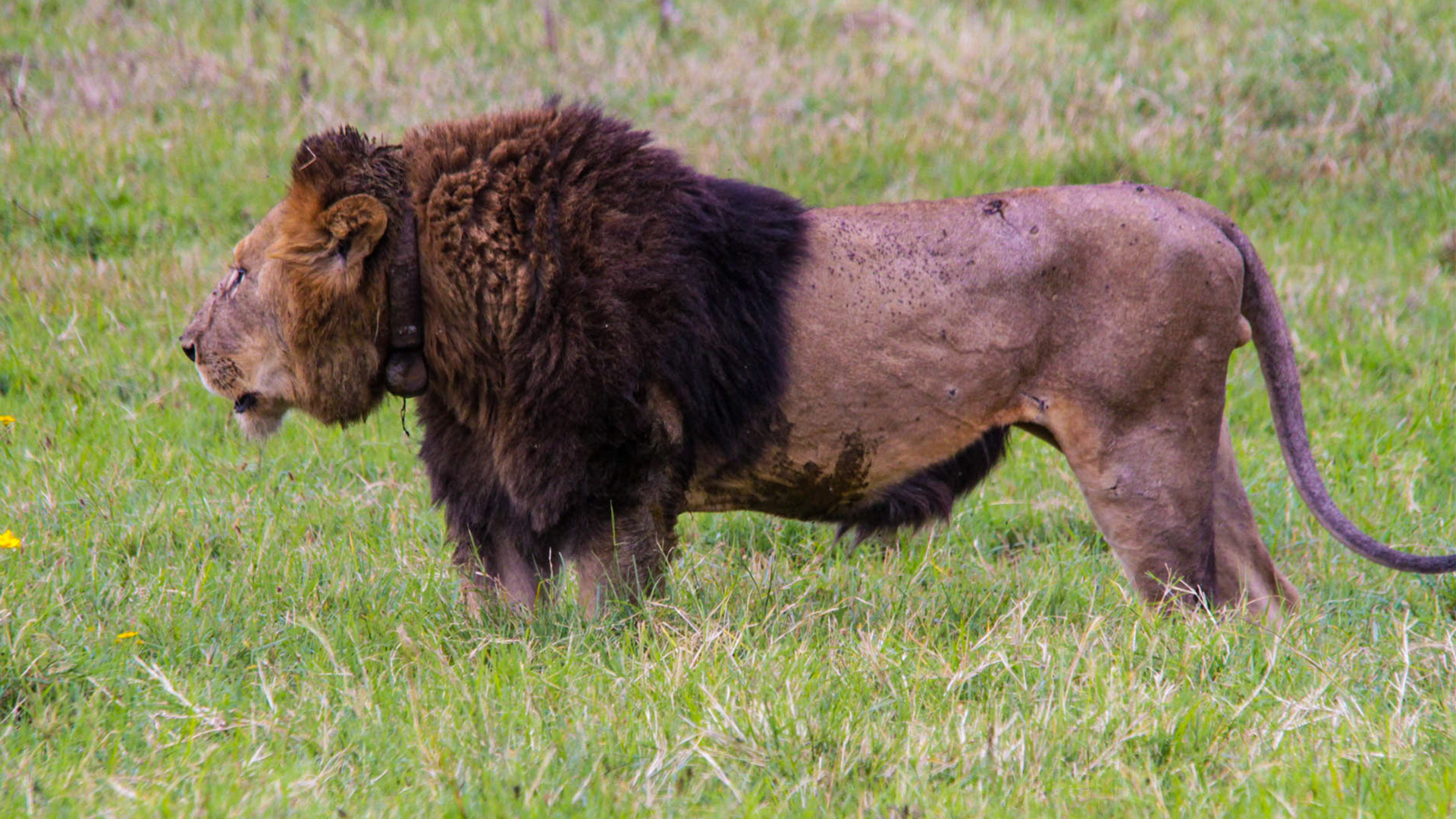 3 Days Tanzania Lodge Safari