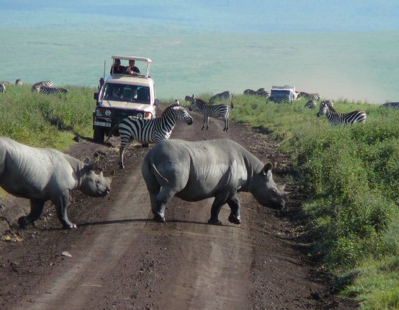 4 Days Nyerere National Park Safari