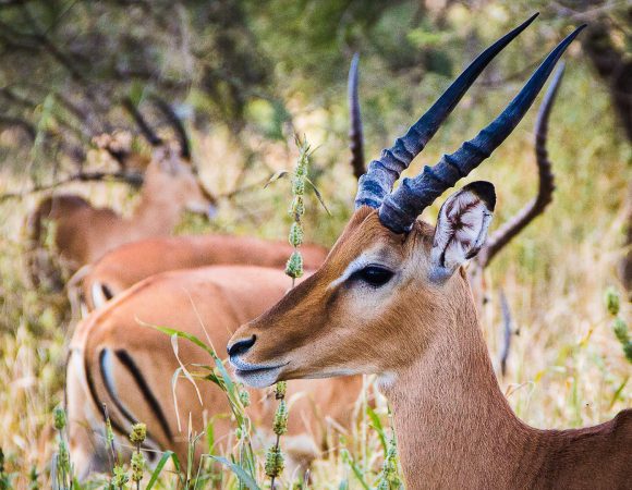 Tarangire National Park Day Trip