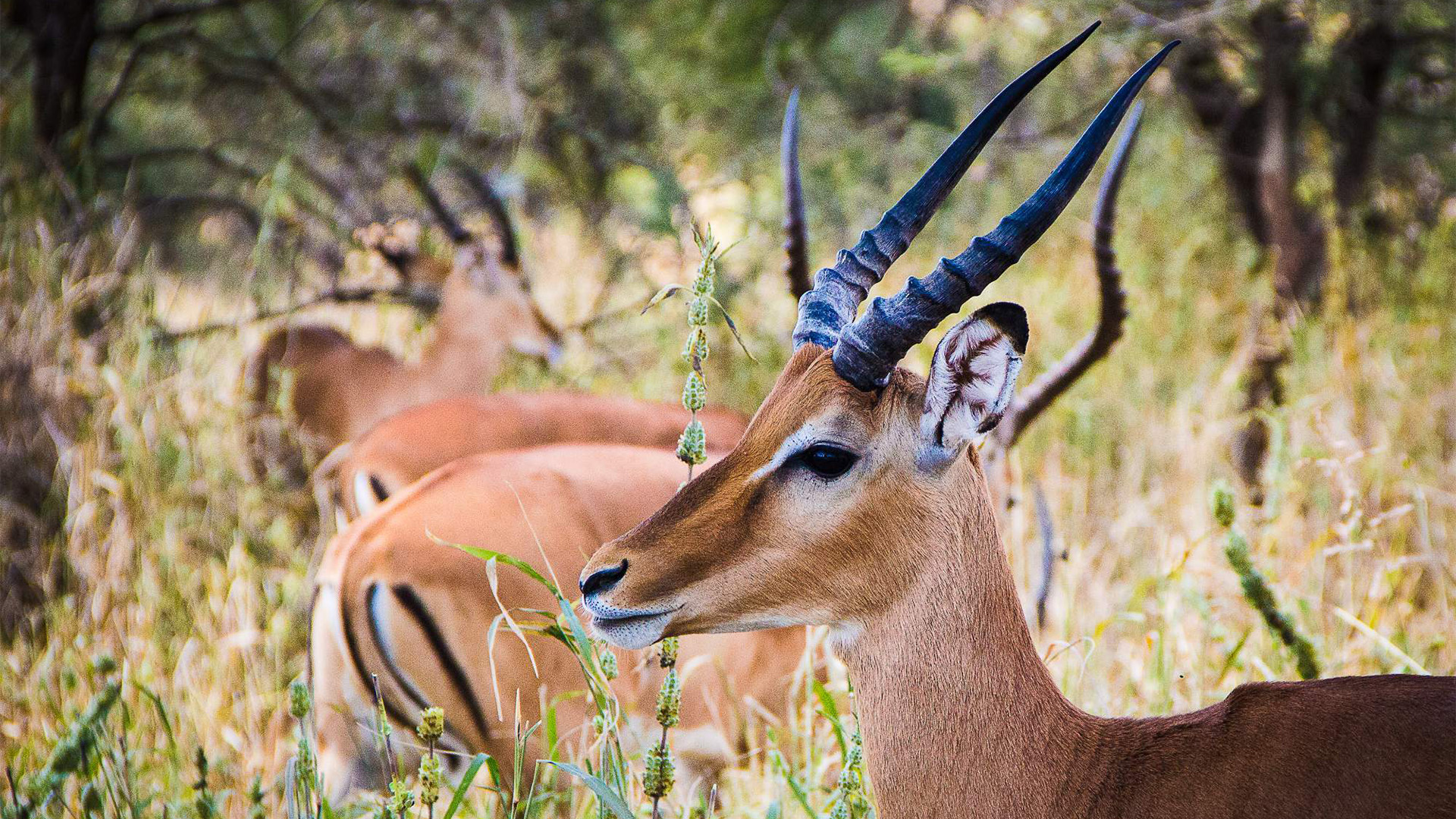 Tarangire National Park Day Trip