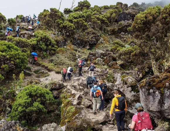 Kilimanjaro Hike  Day Trip