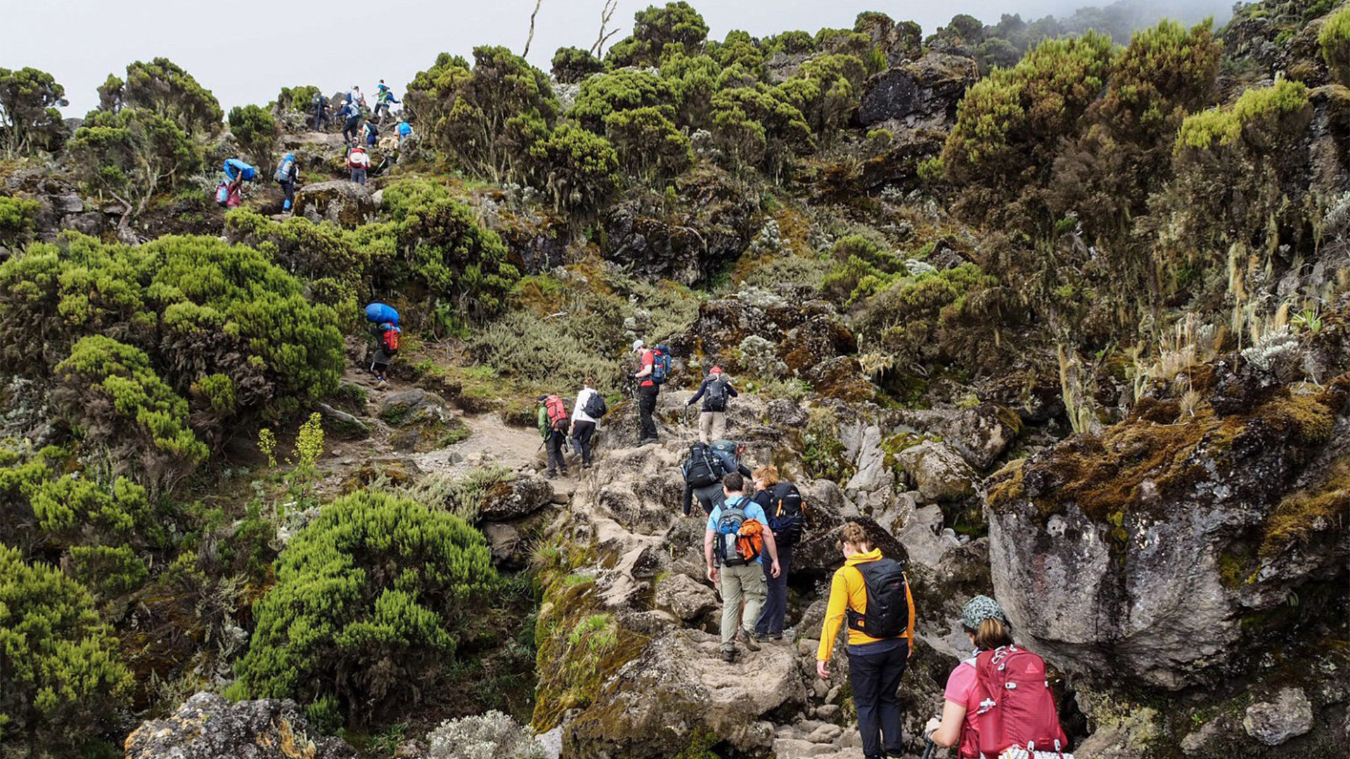 Kilimanjaro Hike  Day Trip