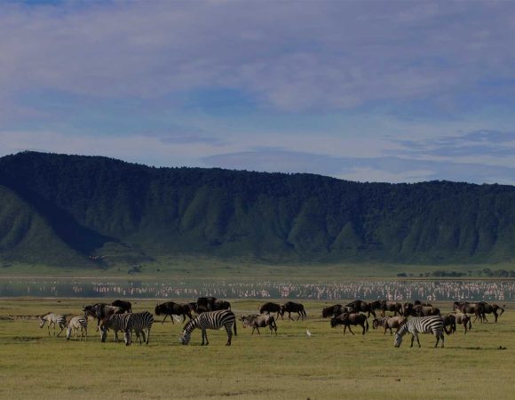 Ngorongoro Crater Day Trip