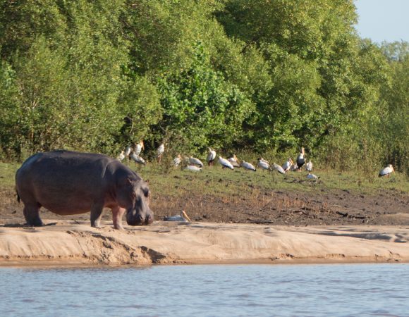 Saadani National Park Day Trip