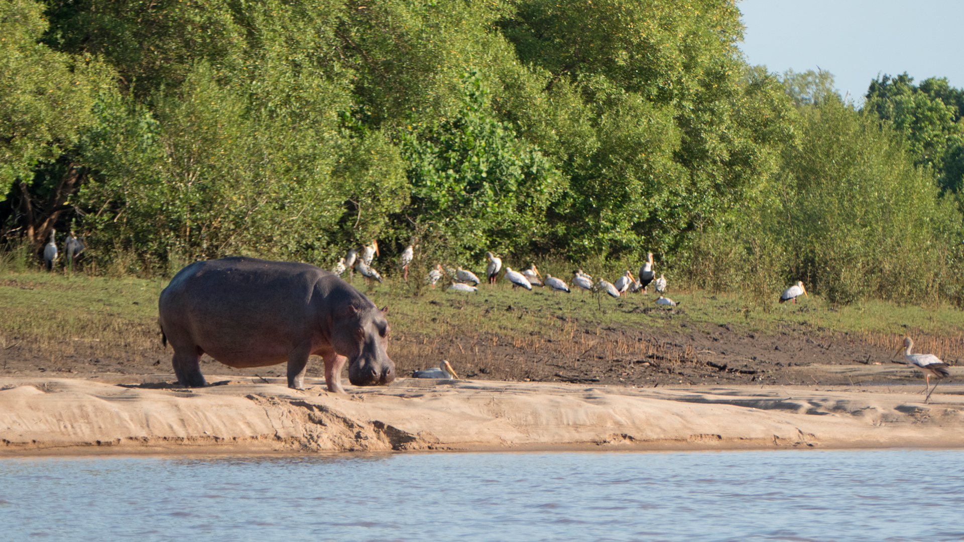 Saadani National Park Day Trip