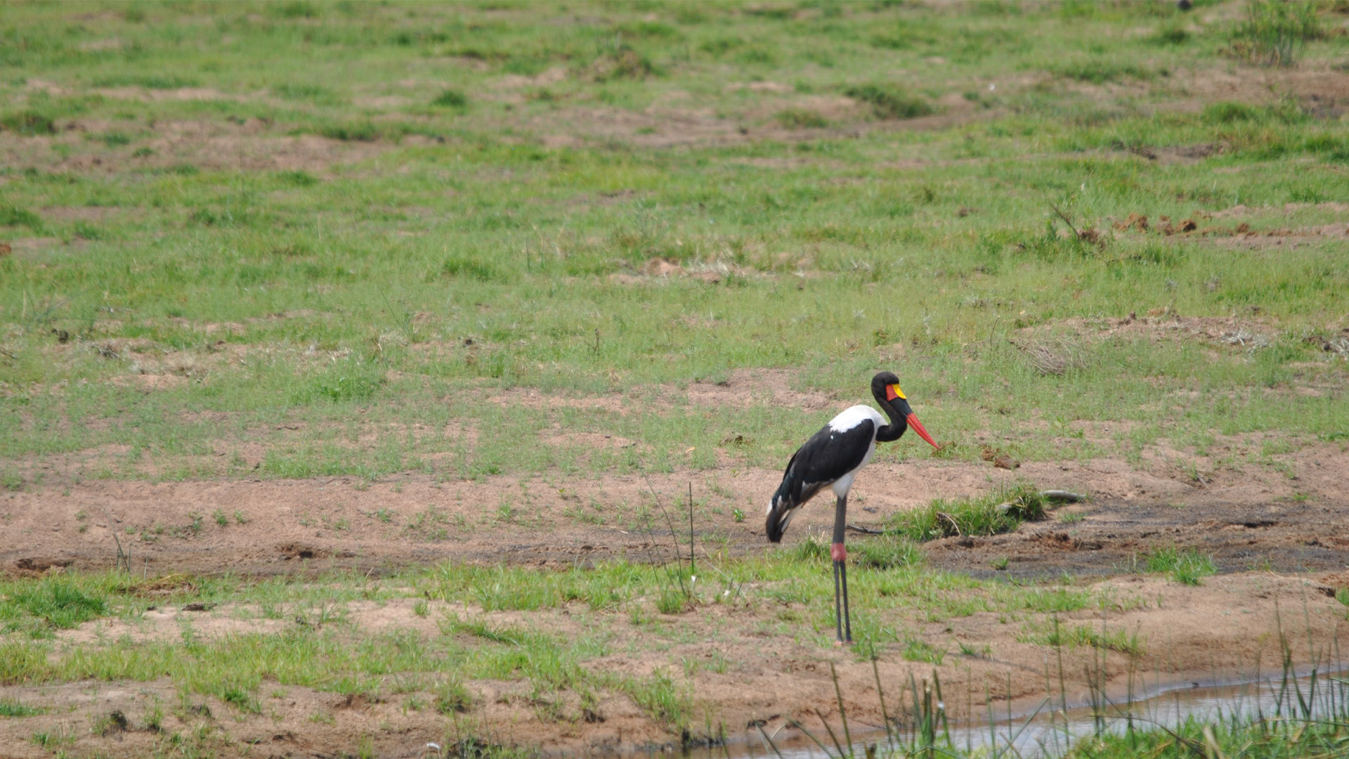 2 Days Mikumi National Park Tour