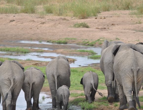 5 Days Southern Tanzania Safari