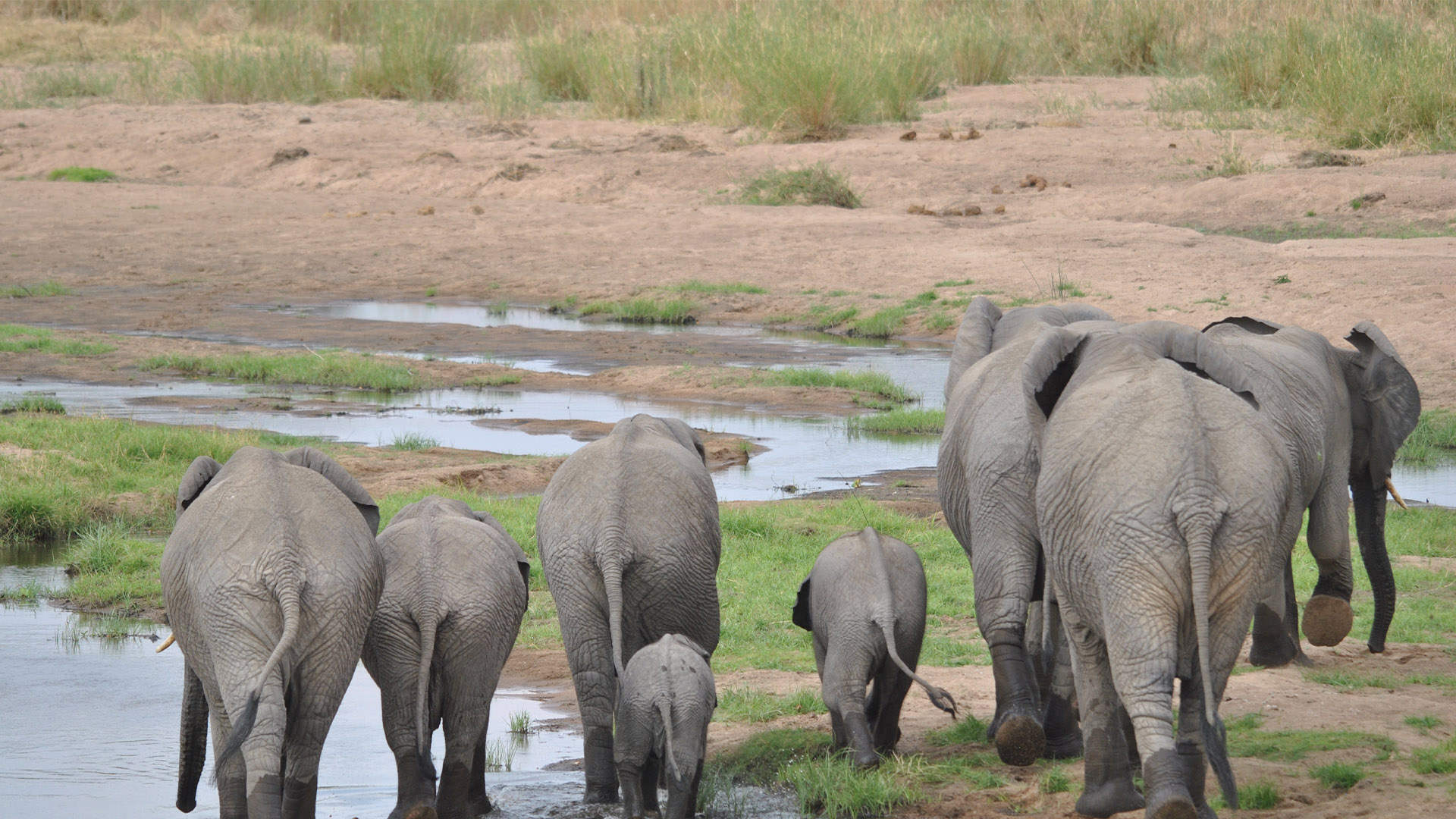 5 Days Southern Tanzania Safari