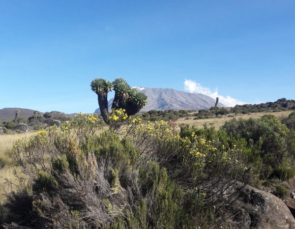 7 Days Kilimanjaro Climb Lemosho Route