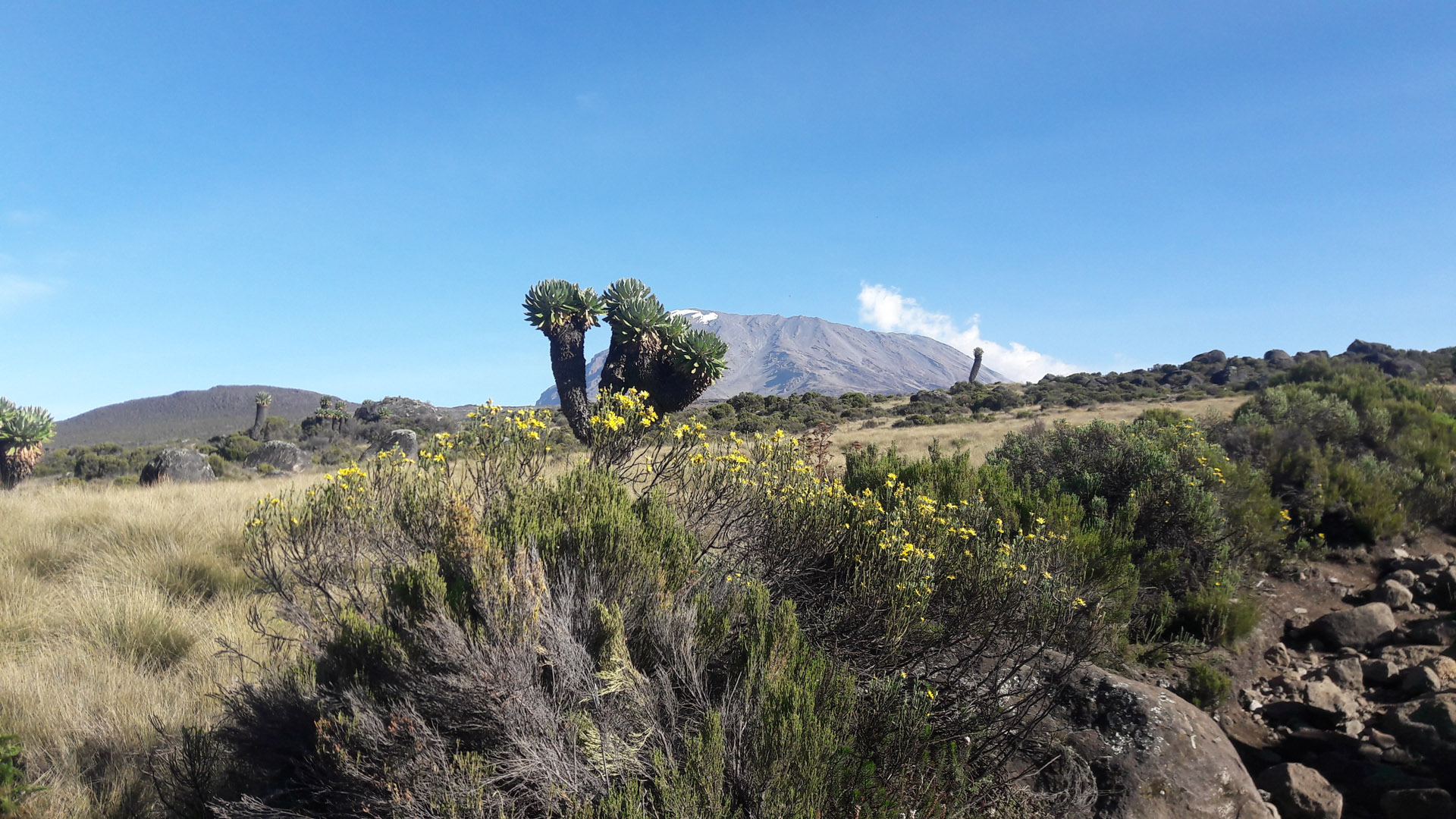 7 Days Kilimanjaro Climb Lemosho Route