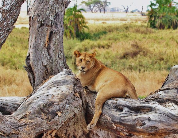 3 Days Tanzania Camping Safari