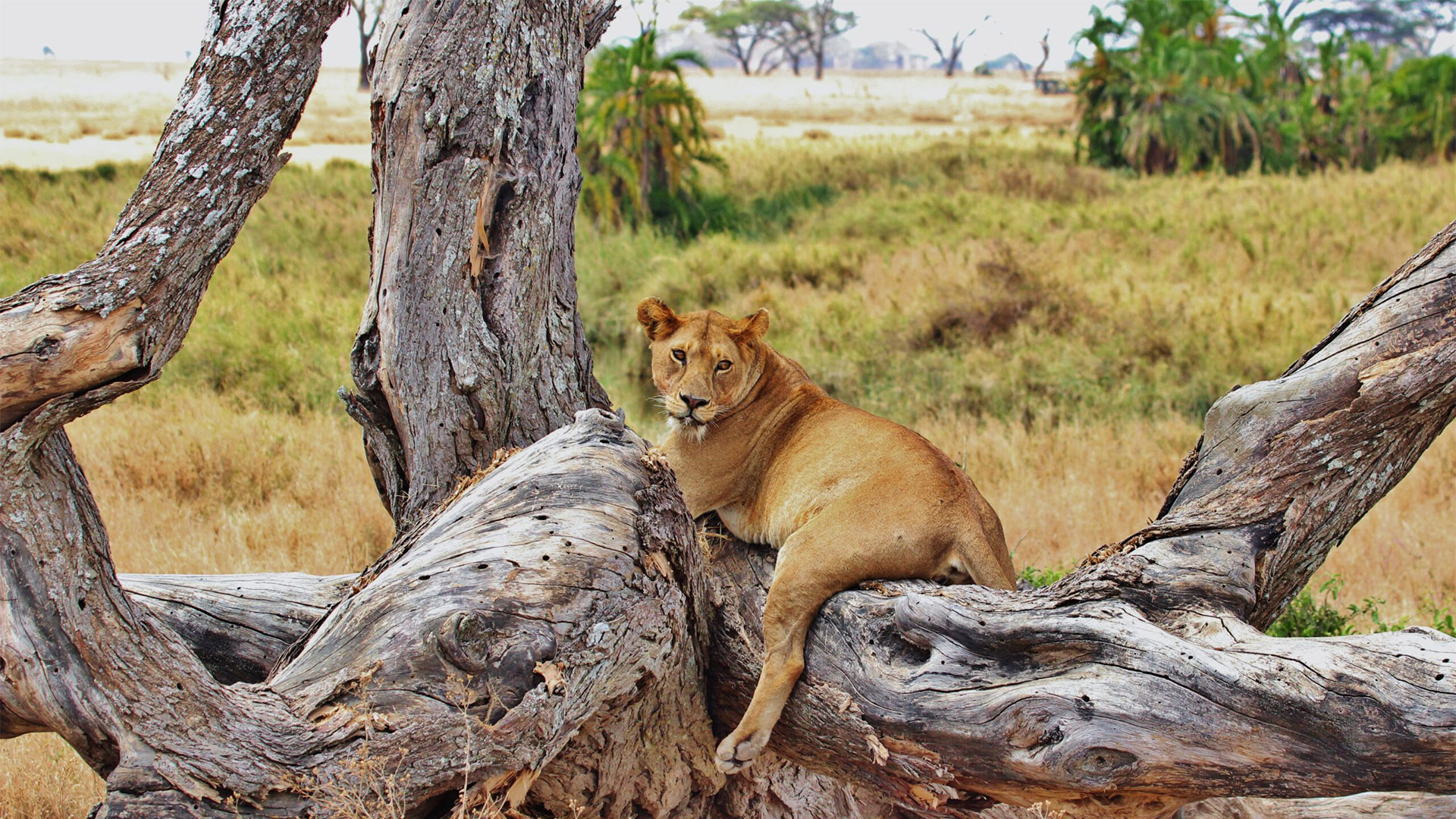 3 Days Tanzania Camping Safari