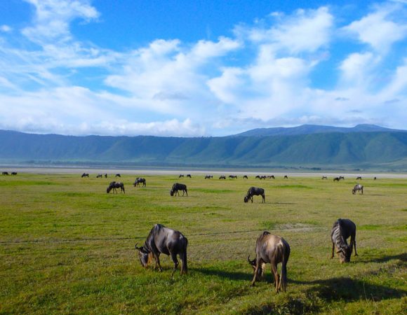 6 Days Safari in Mikumi and Ruaha National Park