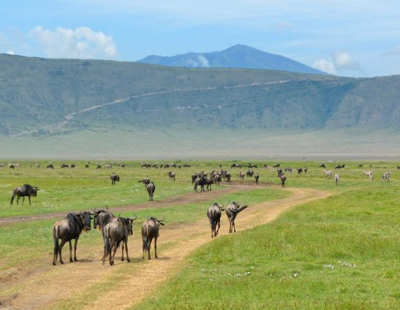 8 Days Tanzania Classic Safari