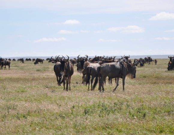 10 Days Tanzania Migration Safari