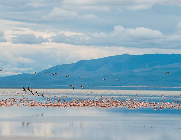 Lake Manyara Day Trip