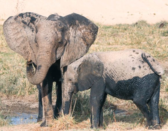 How Many Recommended Days to Spend in Tanzania for a Safari?
