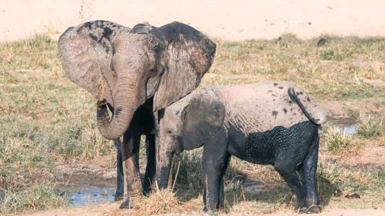 ruaha-national-park -safari-escort