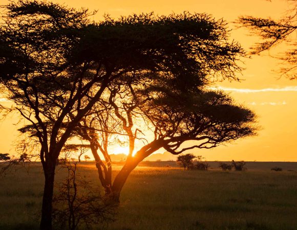 Top Factors Affecting Tanzania Safari Cost
